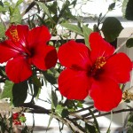 red flowers