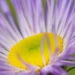 normal_flower-blur